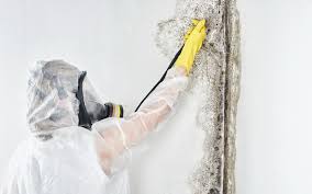 Best Water Damage & Mold Remediation  in Dash Point, WA